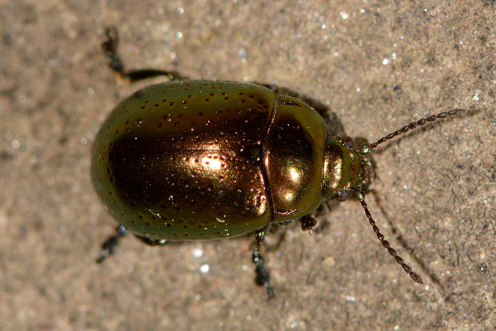 Chrysolina hyperici? S.